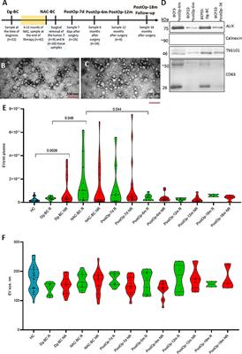 Comprehensive characterization of RNA cargo of extracellular vesicles in breast cancer patients undergoing neoadjuvant chemotherapy